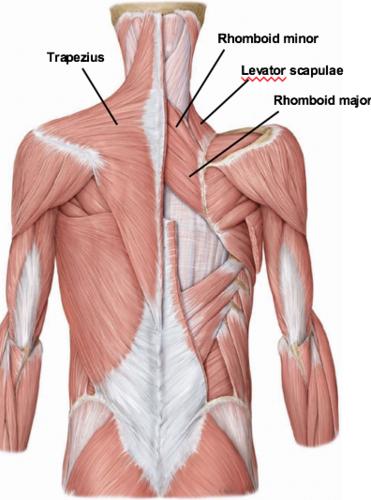 The whole back