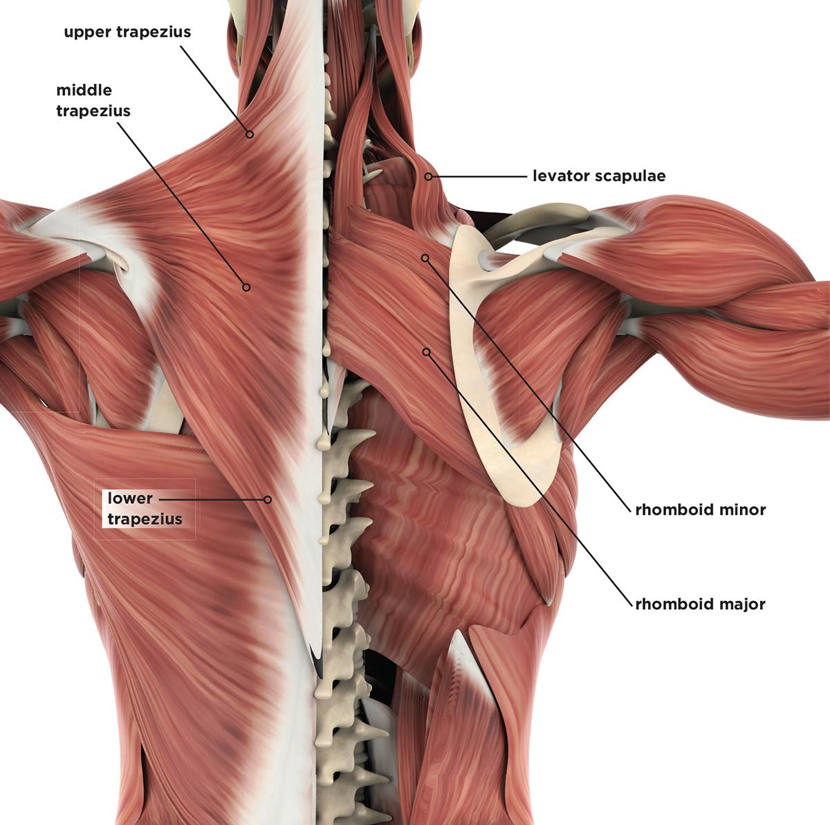 The whole back