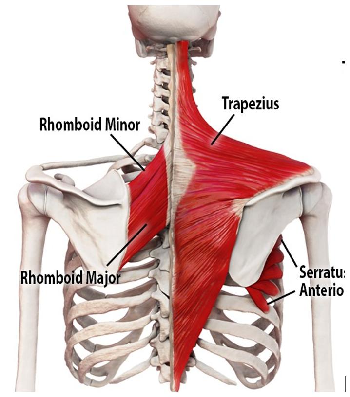 The whole back