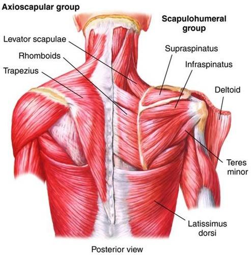 The whole back